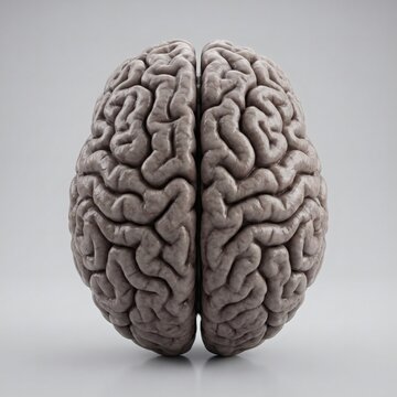 Human brain side profile showing detailed cerebral cortex cerebellum and brain stem anatomy. Medical anatomy concept