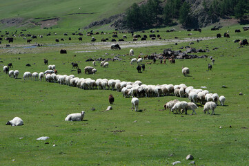Long line of sheep moving across the steppe, Orkhon Valley, Mongolia © 由季 中山