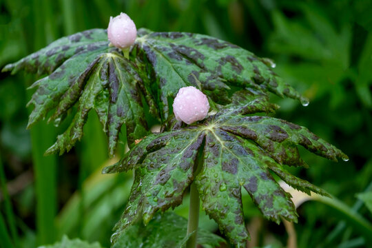 Himalaya-Maiapfel (Sinopodophyllum hexandrum), auch Himalaya-Fu&szlig;blatt genannt	