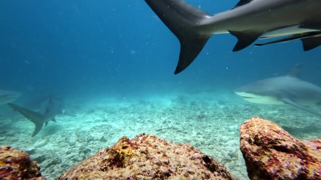 Bull sharks swimming underwater in the clear blue ocean near Fiji islands, showcasing marine life and the powerful nature of these predators in their natural habitat
