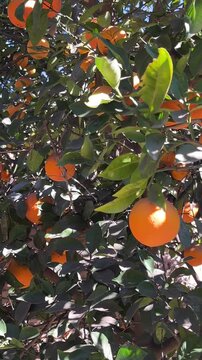 Ripe organic oranges rich in vitamins hanging from a citrus tree branch in a sunny orchard, symbolizing a healthy antioxidant diet and fresh fruit cultivation