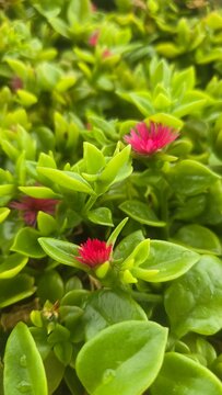Close uo of bright oink baby sun rose flowers with green leaves and dew drops