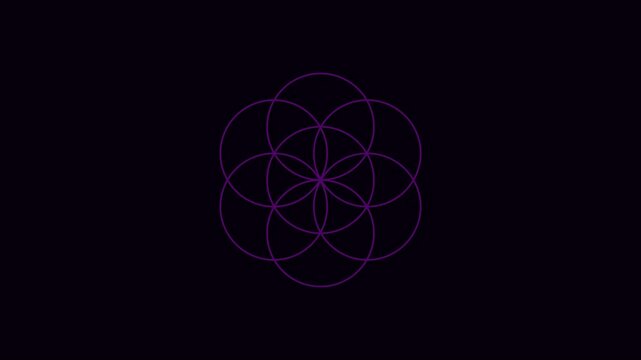 Geometric flower of life animation: pulsing sacred geometry pattern in neon cyan and purple on 4k black background