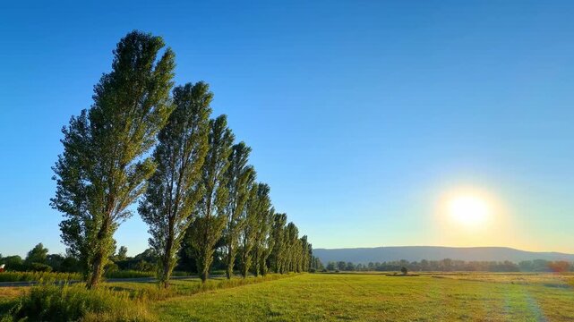 Row of tall poplar trees along green meadow at sunset. Sunlight casts a warm glow over grass field and distant hills beside a straight line of trees.