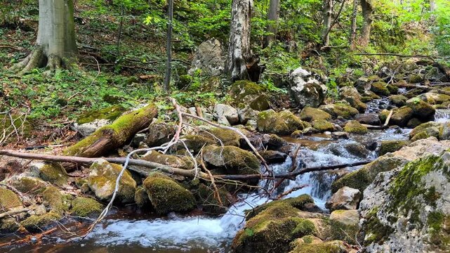 Water cascading over rocky stream bed in woods. Lush green vegetation and tree roots surround the small river under natural sunlight.