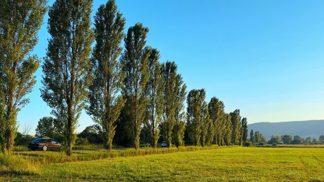 Car parked by tree-lined field. Tall trees stand along a wide field with a car parked near them in bright daylight.