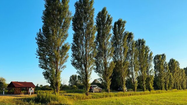 Tall trees by a green field. A row of tall trees stands in a green field near a simple shelter. The sky is clear and blue.