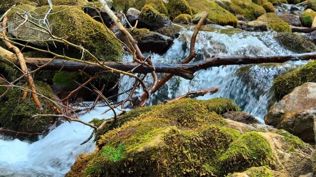 Water flows over rocks in the forest. A stream moves over stones covered in moss. Branches lay across the water in a forest setting during daytime.