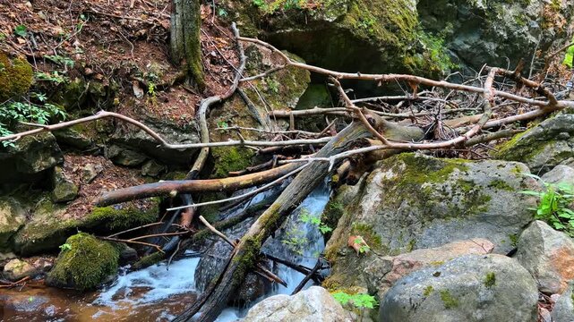 Water flows over forest debris. Water moves over stones and fallen branches in a dense forest area during daylight.