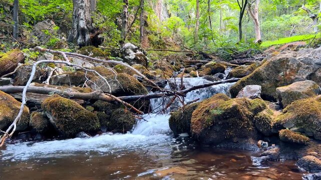 Stream water flows over rocks. Water moves over stones and branches in a forest stream during the day. The area has green trees and moss.