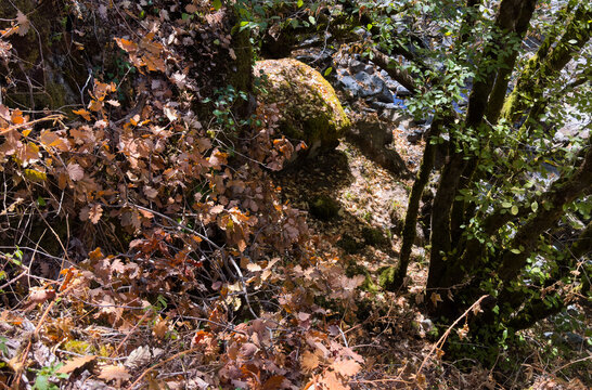 serene moss-covered rock in forest setting with fallen leaves and green and brown foliage at ground level perspective for nature photography and environmental themes.