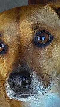 Curious dog looking through an opening under a wooden table