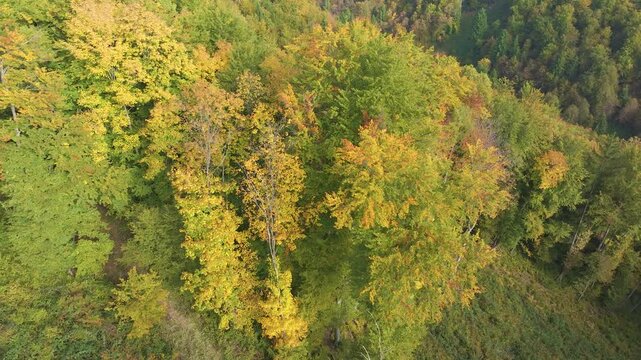 AERIAL: Dense autumn forest with yellow, green and orange treetops spreading over the hillside in a colorful seasonal pattern. Gradual change of foliage and transition to autumn season in the woodland