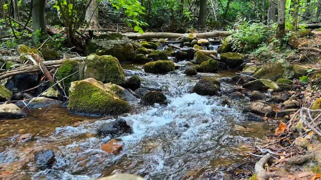 Forest creek flowing over moss covered stones. Clear water rushes through a rocky channel surrounded by green foliage and trees.