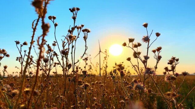 Wild plant stems in field at sunset. Dry plant stalks frame glowing sun setting behind distant wind turbine in open landscape.