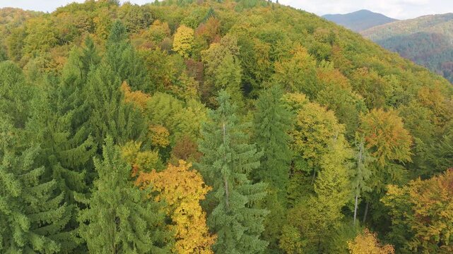 AERIAL: Mixed evergreen and deciduous forest covering hills in Slovenia. Deep green conifers contrast with yellow and orange autumn foliage, creating layered colour and texture across the woodland.