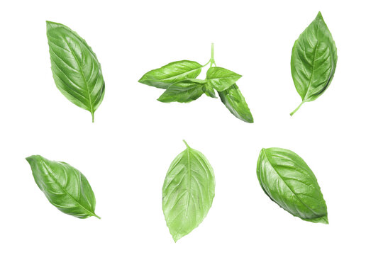 fesleğen fresh basil leaves on transparent or white background	
