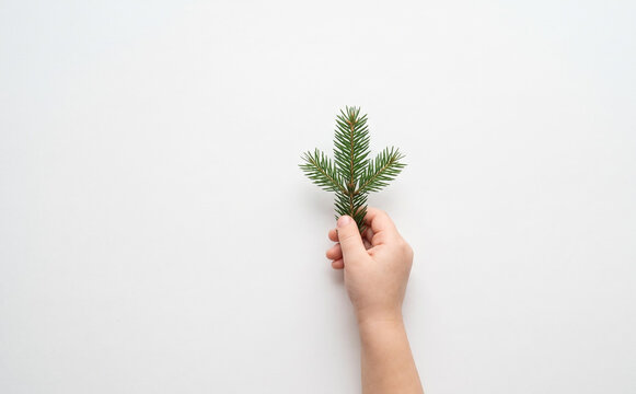 Child holding a small green pine tree branch on white background for Christmas design concept