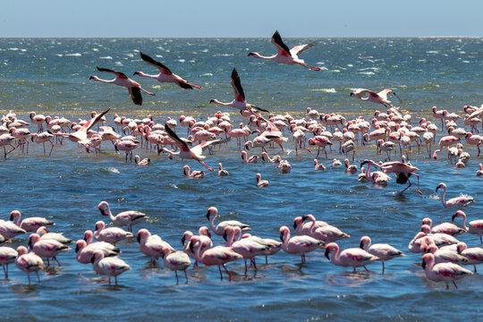 Namibian flamingos of Walvis Bay