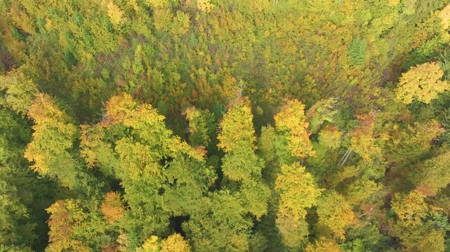 AERIAL TOP DOWN: Regenerating forest patch surrounded by mature autumn treetops. Yellow, green and muted orange fall foliage create a textured view of seasonal change across a sunny hilly landscape.