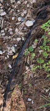 Close-up of a weathered tree root on dry pine needles and stony ground in nature.