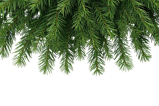 Hanging evergreen pine foliage border