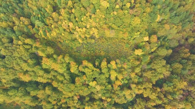 AERIAL TOP DOWN: Colorful second growth forest among mature autumn trees. Mixed treetops and broad regeneration area form a natural patchwork of greens, yellows and soft orange tones during early fall