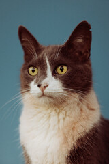 portrait of a cat © Arthur Pereira