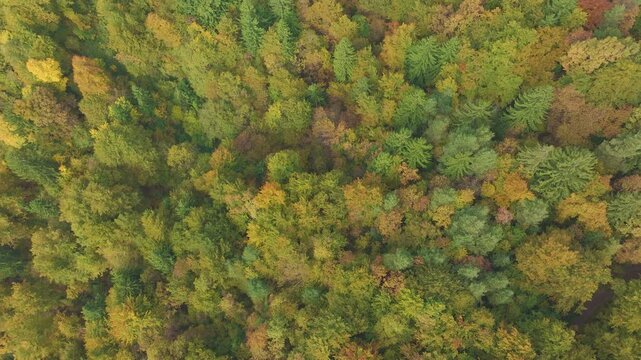 AERIAL TOP DOWN: Colorful autumn forest with deciduous and conifer treetops in green, yellow and orange shades. Vibrant canopy across hilly landscape, capturing seasonal change from above on sunny day