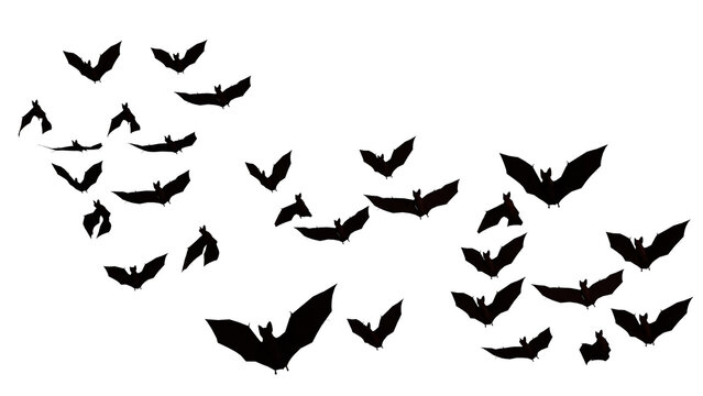 Flock of flying black bats on transparent background with alpha channel for Halloween horror background and seasonal overlay