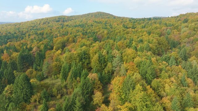 AERIAL: Broad autumn forest canopy stretching across hilly terrain. Mixed deciduous and evergreen trees create a vibrant patchwork of green, yellow and gold under sunny sky. Seasonal change from above