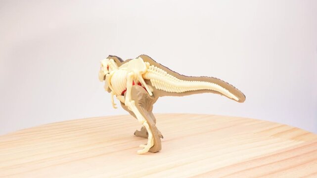 T‑rex toy model showing outer skin and exposed internal skeleton rotating