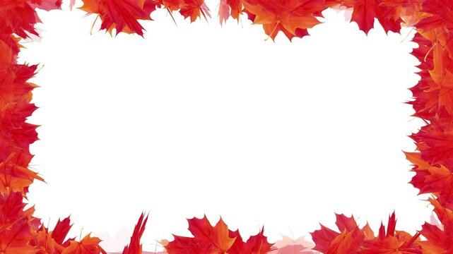 Autumn Maple leaves falling and flying dry on solid background for transparent. Vibrant Orange Japanese Maples leaves failing animation.