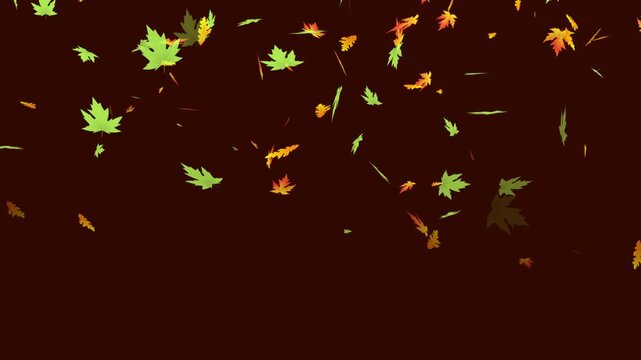 Autumn Maple leaves falling and flying dry on solid background for transparent. Vibrant Orange Japanese Maples leaves failing animation.