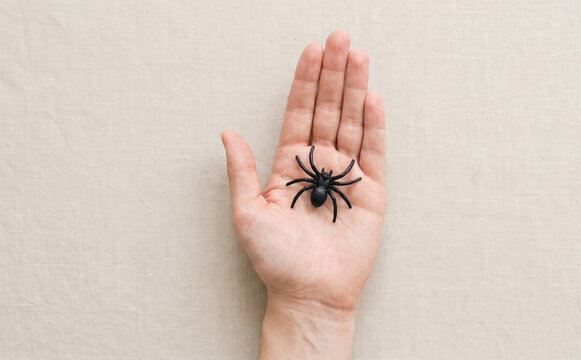 A small plastic black spider sitting on an open human hand palm for Halloween prank and spooky decor