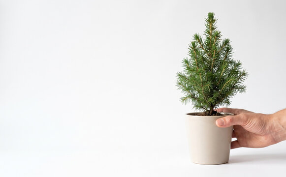 Person holding a small potted spruce tree in a white pot on a plain background representing growth and nature
