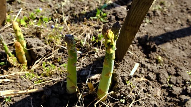 Asparagus grows in the garden. Selective focus.