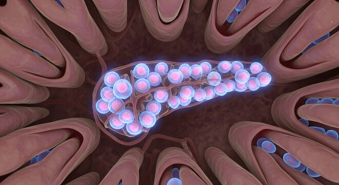 Microscopic view of pancreatic islets surrounded by acinar cells, showcasing insulin-producing beta cells within the endocrine pancreas