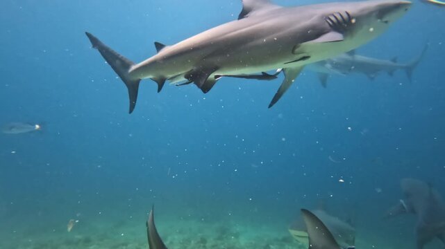 Group of bull sharks are swimming in clear blue ocean water in Fiji, showcasing marine life and predators during an underwater feeding experience