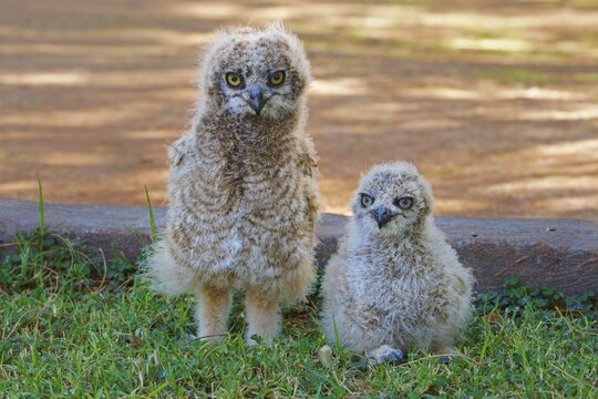 Cape Eagle-Owl (Bubo capensis), two young animals sitting on the ground, Namibia