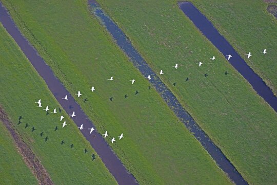Aerial view, Bird migration of Swans (Cygnini), formation flight, Hamburg, Germany