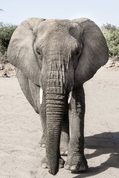Namibian desert elephant (Loxodonta africana), Huab River, Namibia