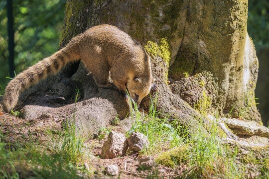 A South American coati (Nasua nasua) searches for food at the edge of the forest in the morning light. Tropical and subtropical South America, Colombia, The Guianas, Uruguay, Argentina, Ecuador, brazil, mexico, costa rica