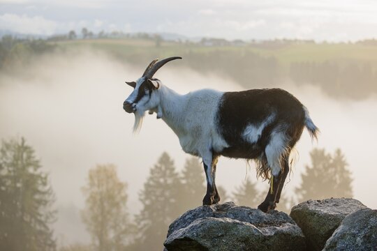 A peacock goat (Capra aegagrus f. hircus) stands on a rock on a hazy sunny morning. In the background, a forest can be seen in the distance. Austria