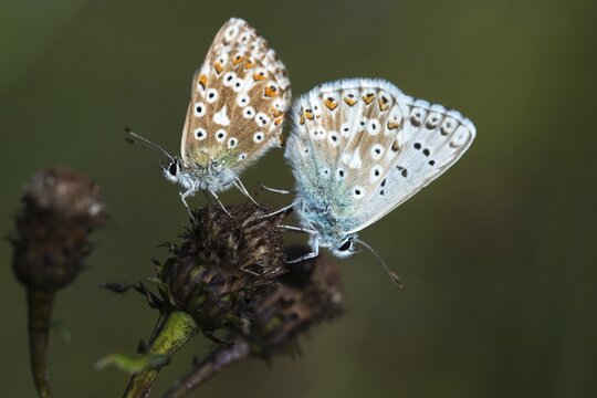Lysandra coridon, polyommatus coridon, silverblue, silvergreen blue, butterfly, chalkhill blue, insects, copula, mating, butterfly, butterflies