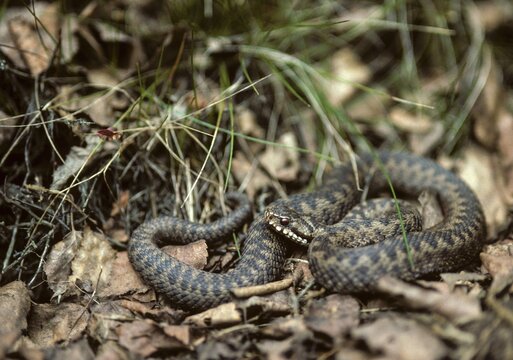 European adder, European viper, venomous snake, vipera berus, critters, poisonous reptilia, reptilia, snakes, snakes