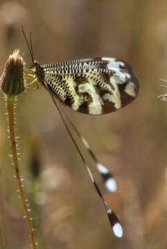 Below thread lacewing, threadlike, Nemoptera bipennis, southwestern European threadlike, Extremadura, high size, portrait format, insects, web-winged, Spain