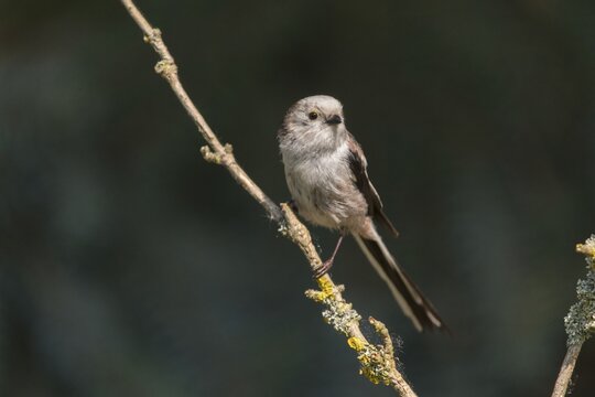 Aegithalos caudate, long-tailed tit, birds, tits, passeri, songbirds, songbirds, tits, birds