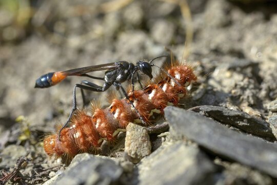 Acronicta rumicis, ammophila sabulosa, ampferous owl, ampferowl, common sand wasp, digging wasp, hymenoptera, red-banded sand wasp, sandwasp, shecidae, inchworm, insects, knot grass moth, moths, moths, moths, caterpillar, butterflies
