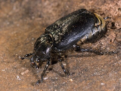 Hermit, Hermit Beetle, Juchten Beetle, Osmoderma Eremita, Beetle, Coleoptera, FFH, Insects, Beetles